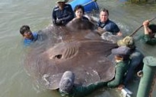 В Тайланде выловили гигантскую рыбину