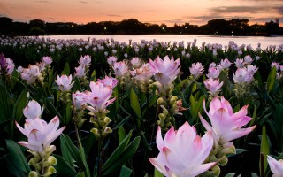 Док Крачао – фестиваль цветения куркумы начинается в Таиланде